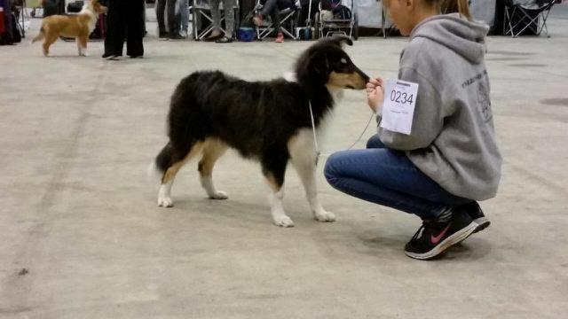 Collie langhåret Lapinette's Graceful And Elegant - Første Udstilling billede 6