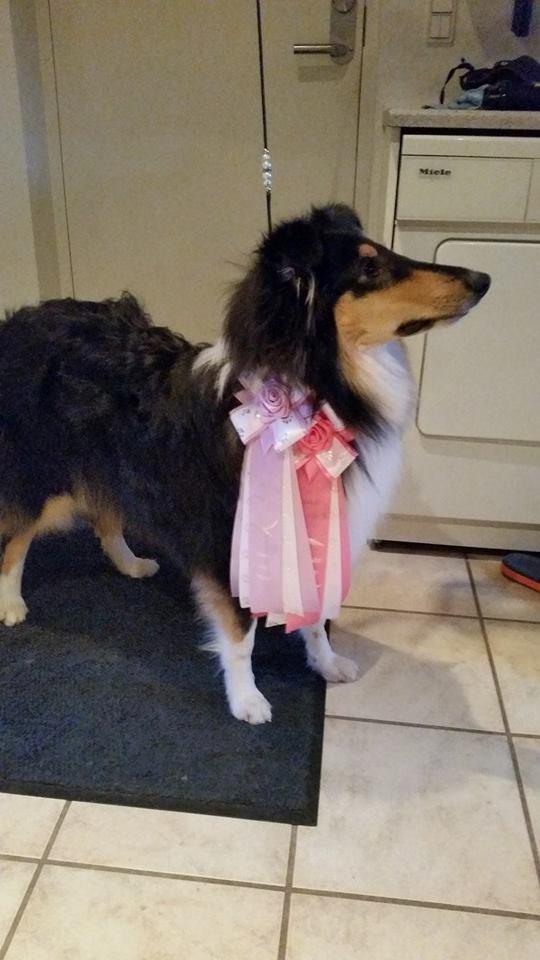 Collie langhåret Lapinette's Graceful And Elegant billede 7