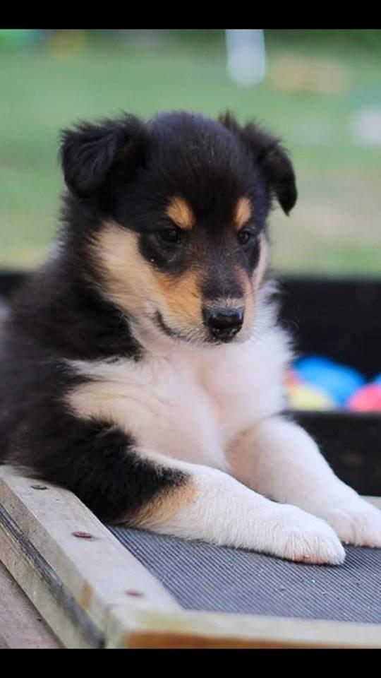 Collie langhåret Lapinette's Graceful And Elegant billede 4