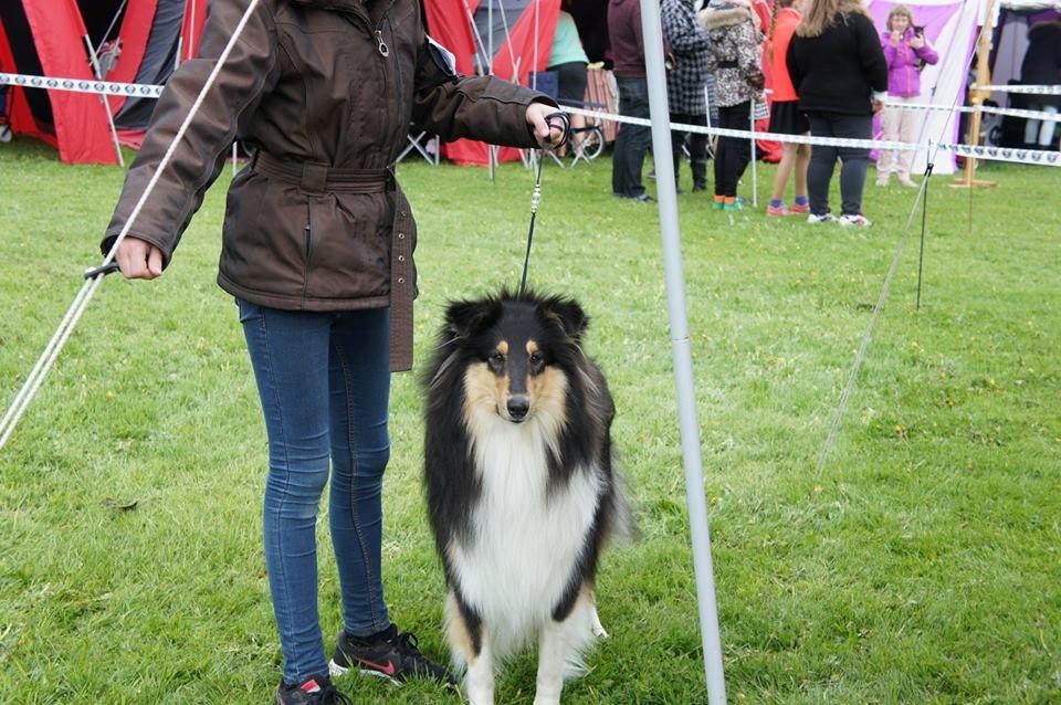 Collie langhåret Lapinette's Graceful And Elegant billede 9