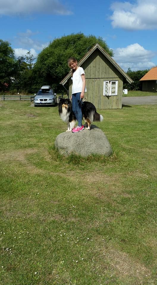 Collie langhåret Lapinette's Graceful And Elegant - Første gang på camping billede 12