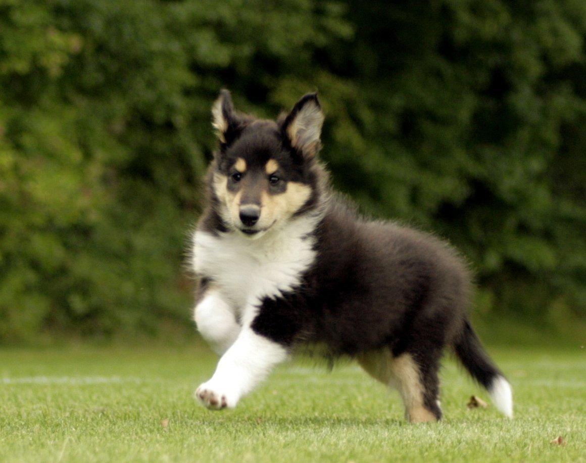 Collie langhåret Lapinette's Graceful And Elegant billede 13