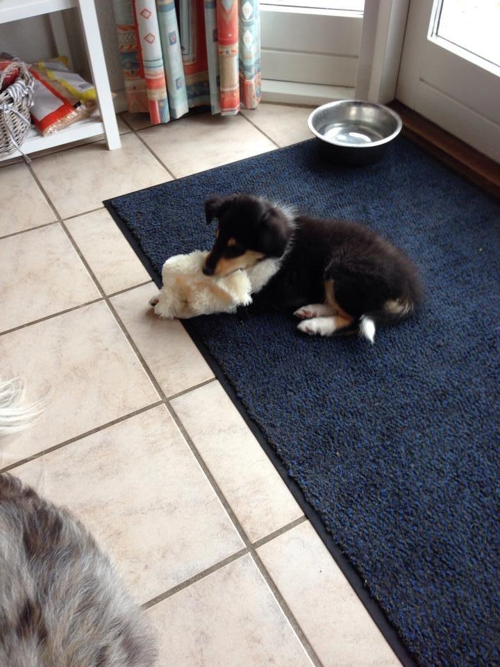 Collie langhåret Lapinette's Graceful And Elegant - Først dag hjemme billede 14