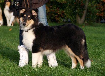 Collie langhåret Lapinette's Graceful And Elegant billede 15