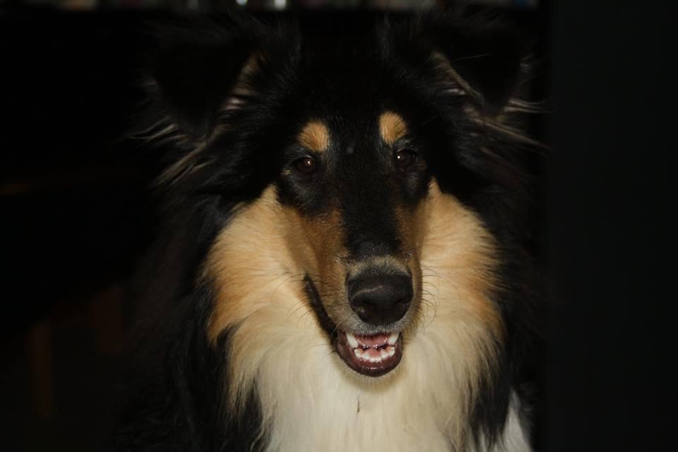 Collie langhåret Lapinette's Graceful And Elegant - Tusinde tak fordi i gad og se med billede 16