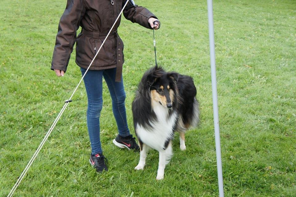 Collie langhåret Lapinette's Graceful And Elegant billede 8