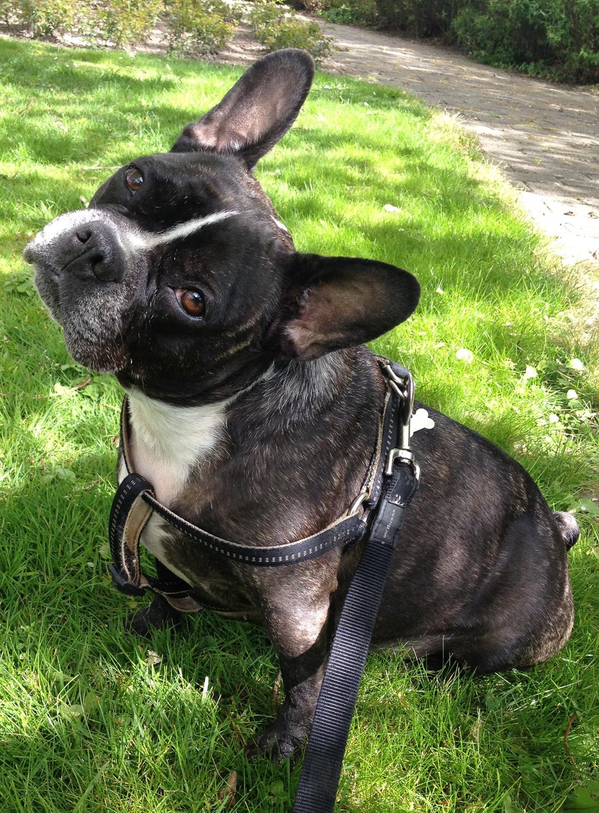 Blanding af racer mille billede 21