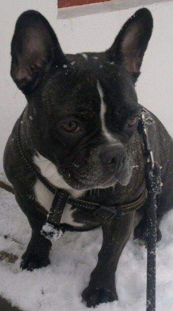 Blanding af racer mille billede 23