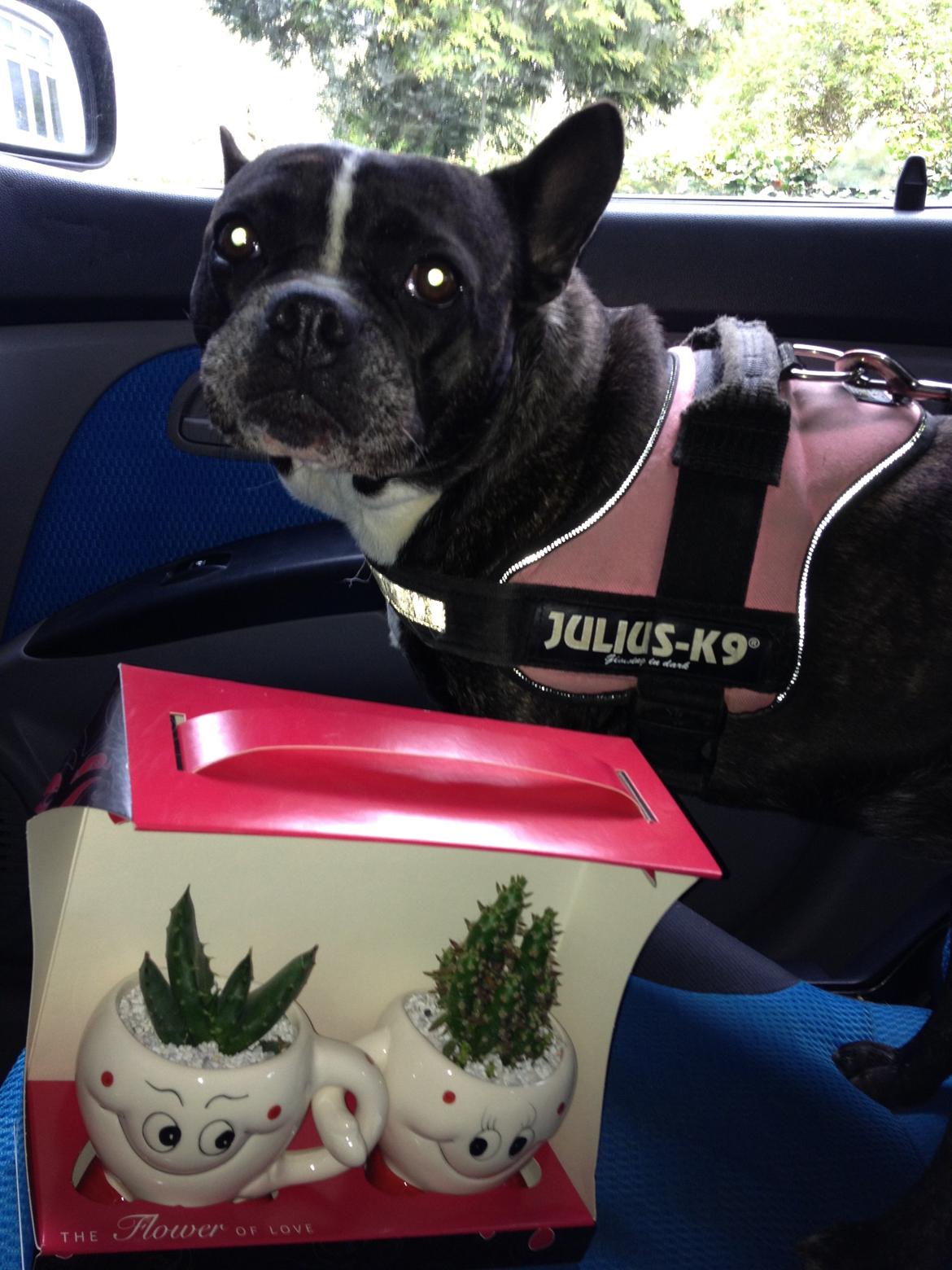 Blanding af racer mille billede 24