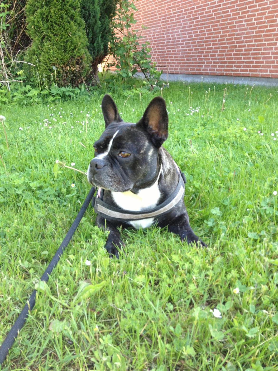 Blanding af racer mille billede 25