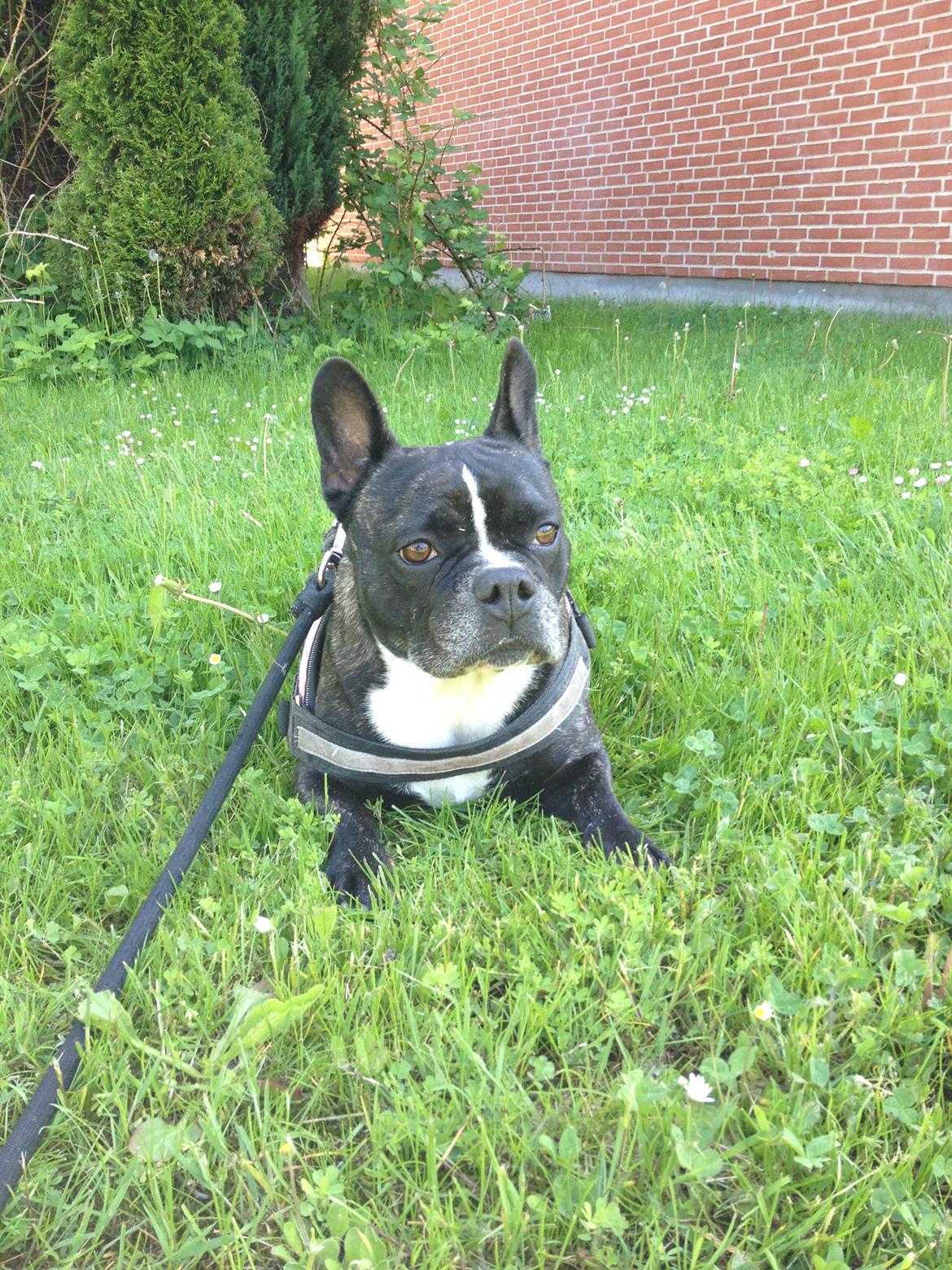 Blanding af racer mille billede 26