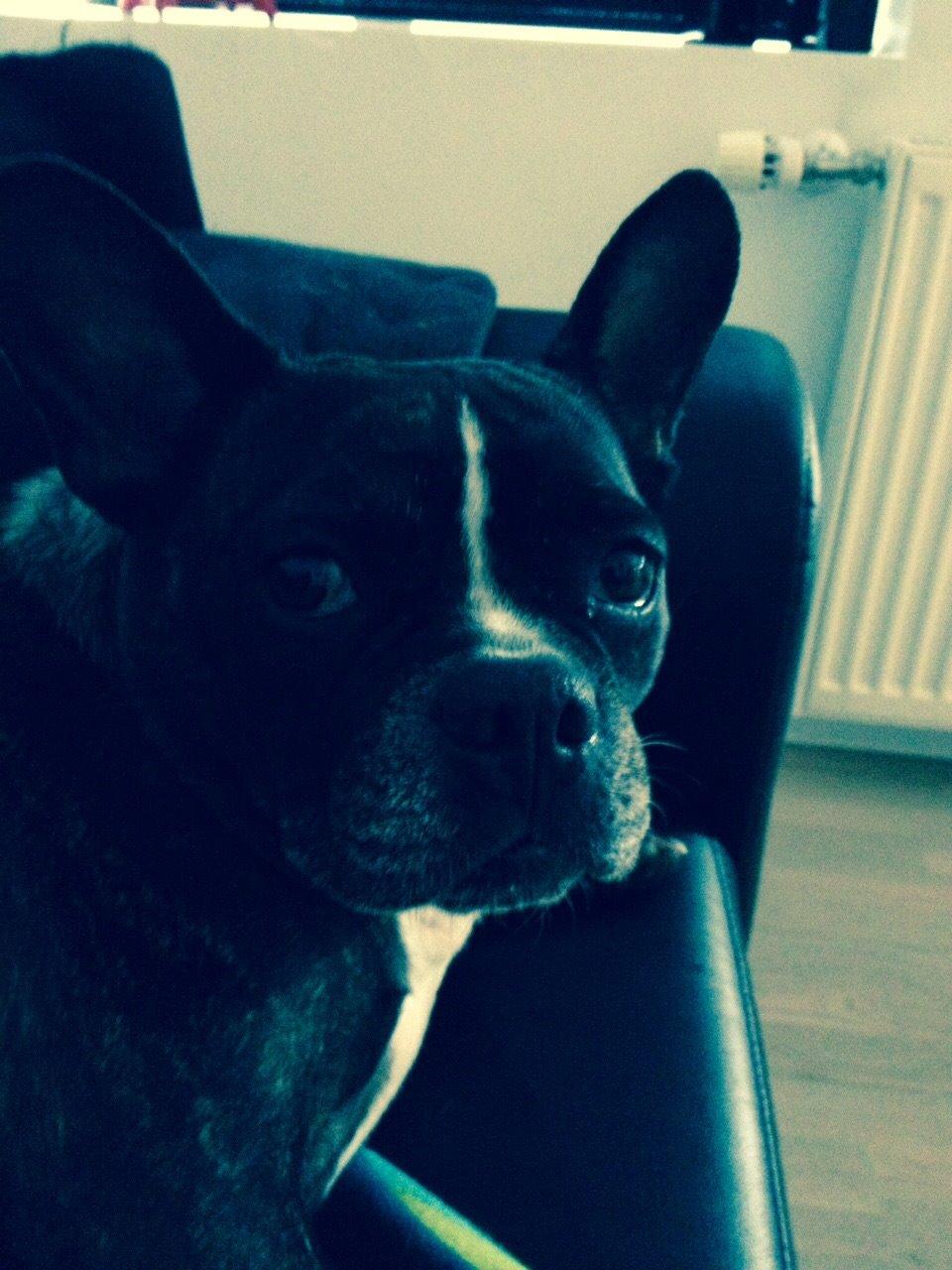 Blanding af racer mille billede 22