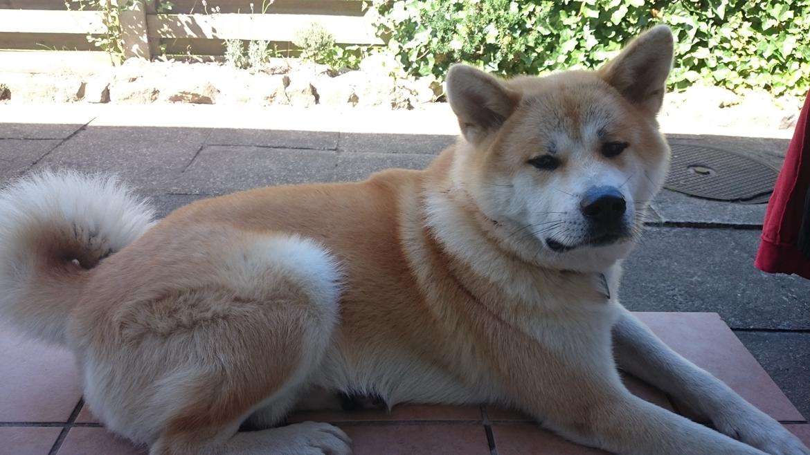 Akita inu Sky billede 7