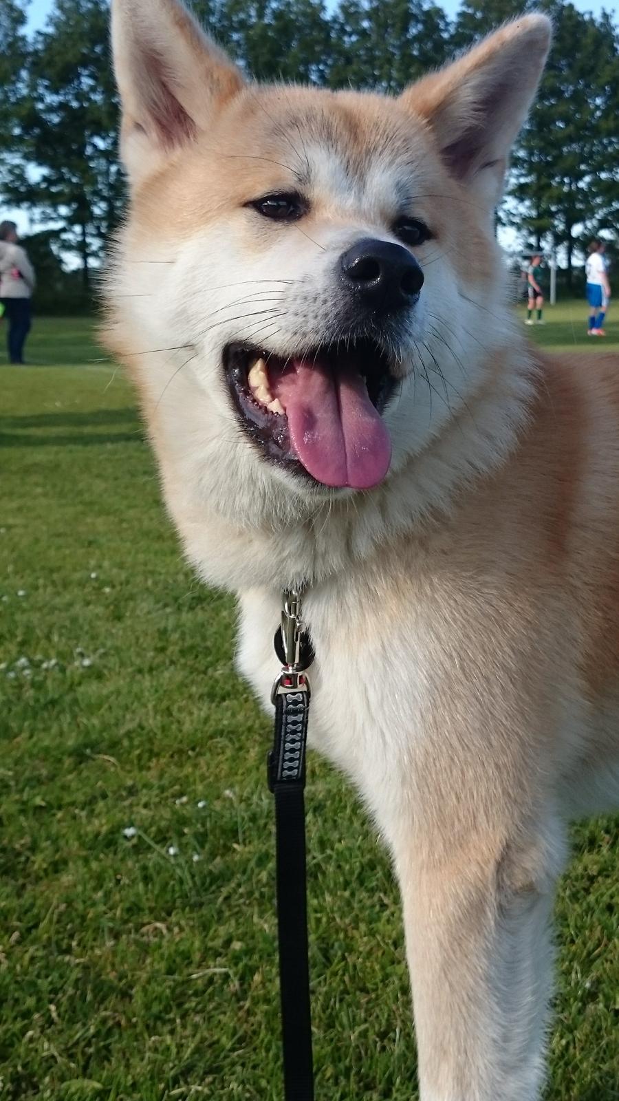 Akita inu Sky billede 11