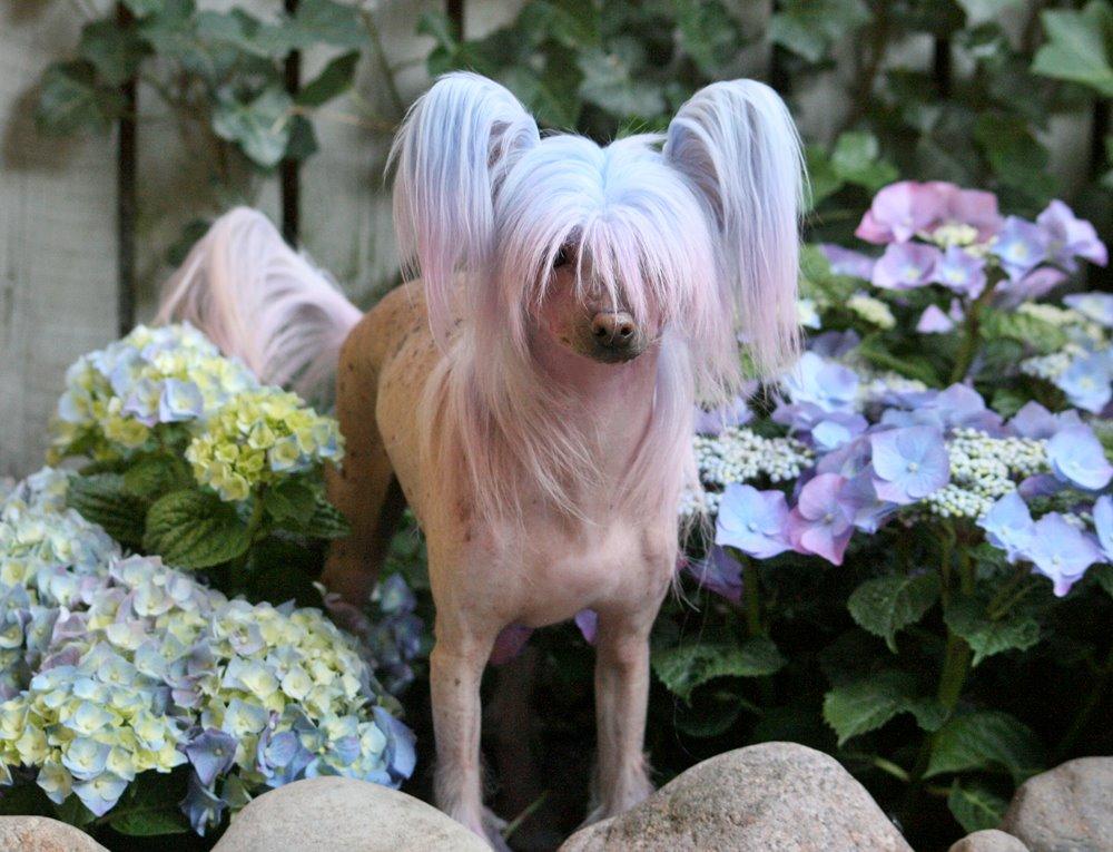 Chinese crested hårløs Silas billede 7