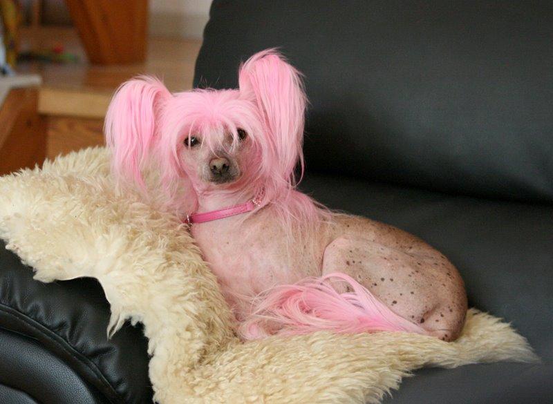 Chinese crested hårløs Silas billede 16