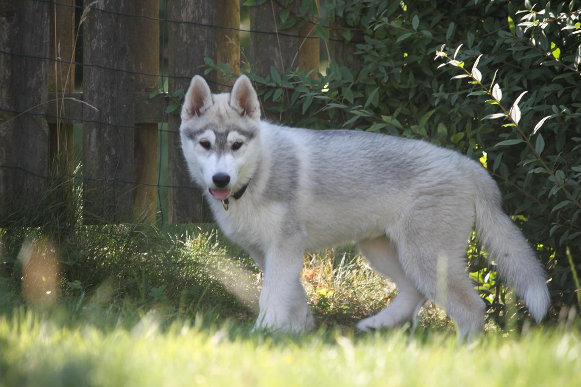 Siberian husky Mesmocan Silver Flame [Himmelhund] billede 19