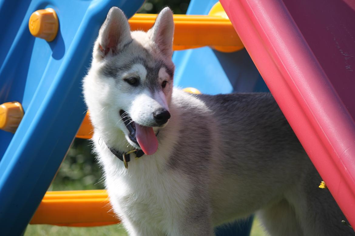 Siberian husky Mesmocan Silver Flame [Himmelhund] billede 16