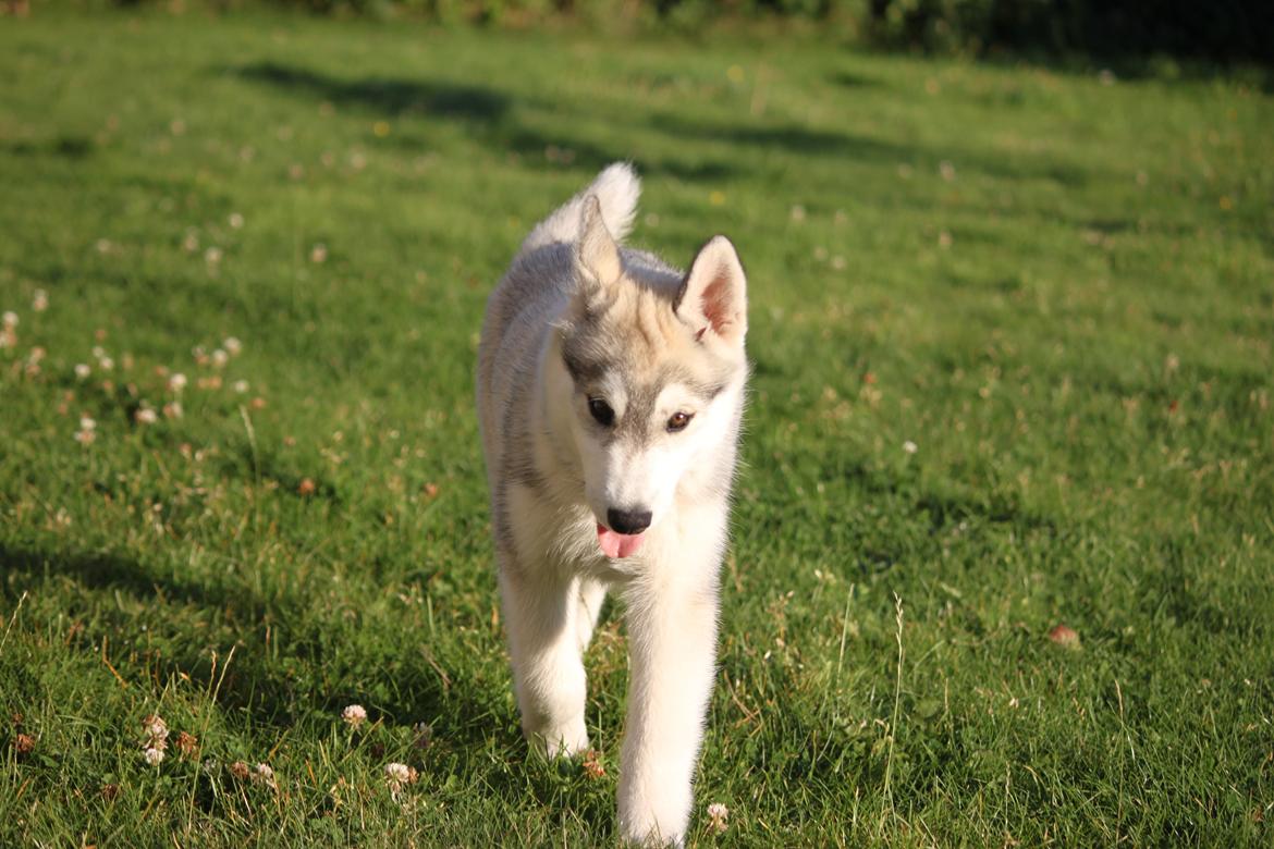 Siberian husky Mesmocan Silver Flame [Himmelhund] billede 22