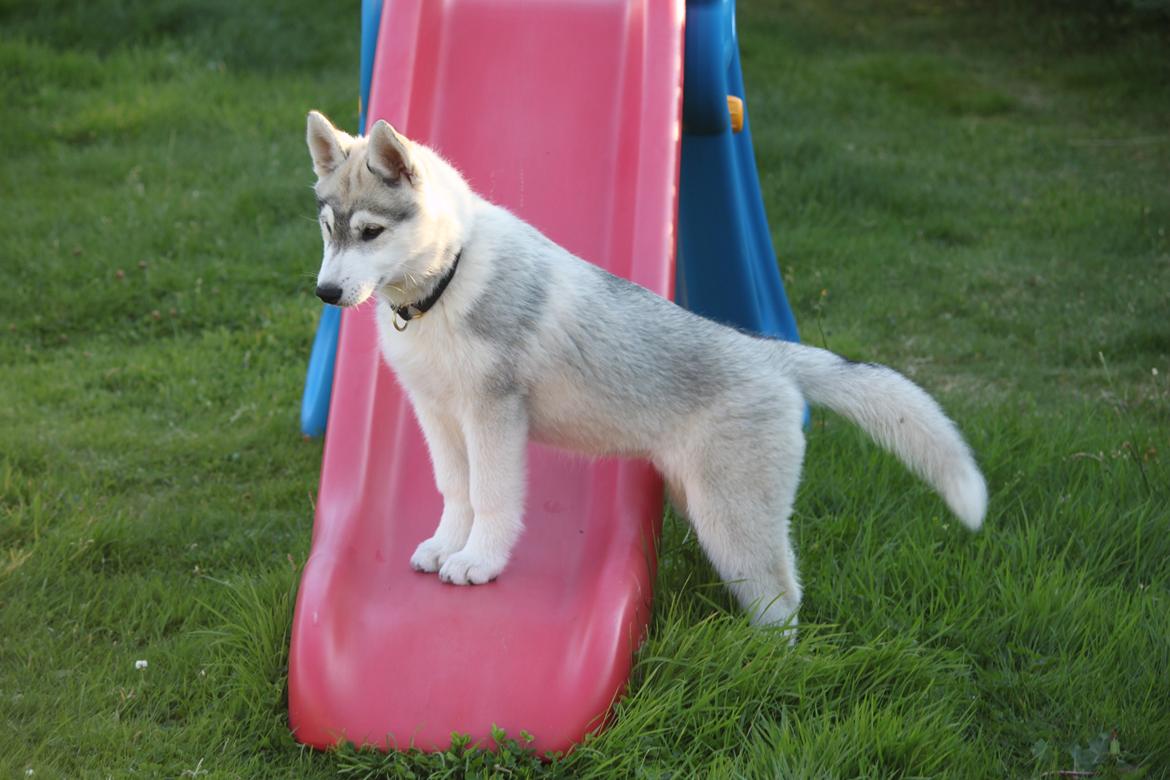 Siberian husky Mesmocan Silver Flame [Himmelhund] billede 12