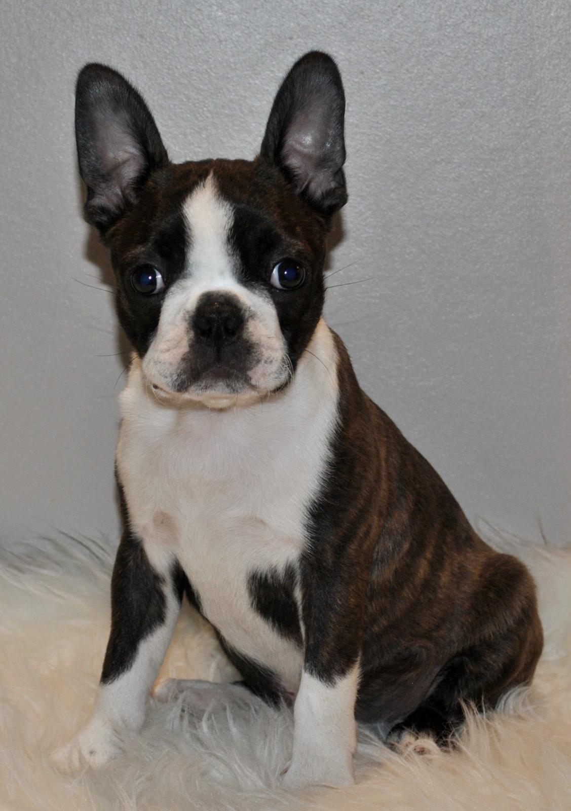 Boston terrier Dream of Jana vom Greifenring billede 7