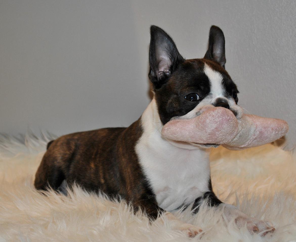 Boston terrier Dream of Jana vom Greifenring billede 8