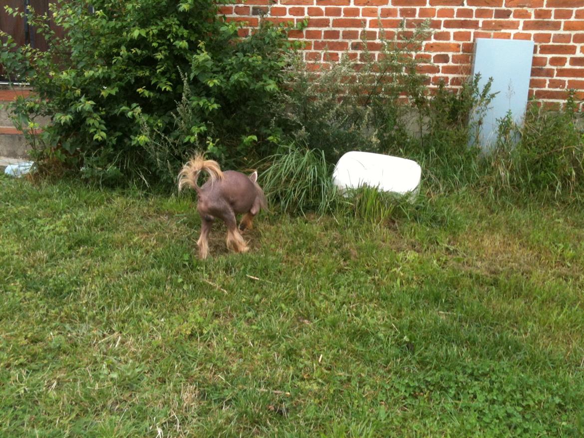 Chinese crested powder puff Silky Sofie billede 21