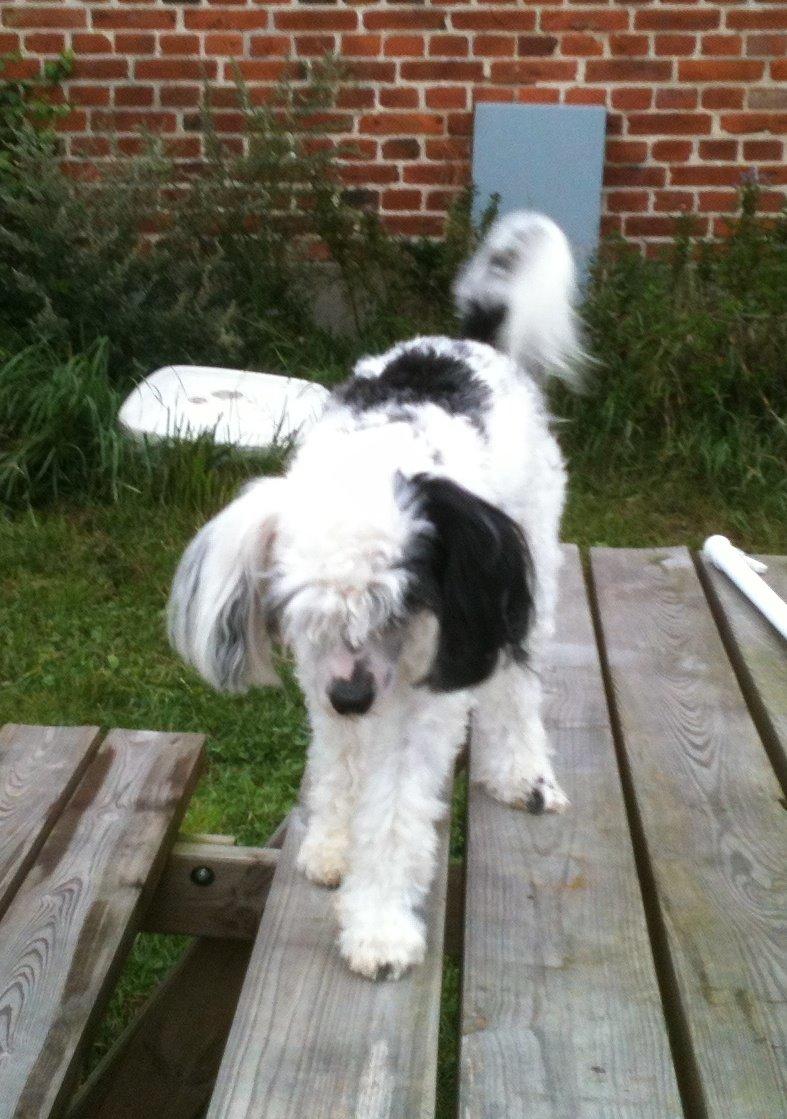 Chinese crested powder puff Silky Sofie billede 23