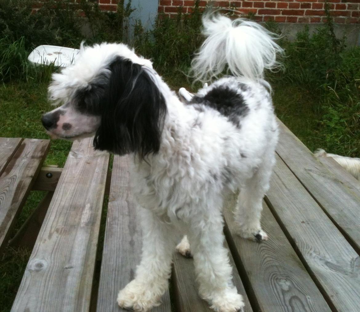 Chinese crested powder puff Silky Sofie billede 24