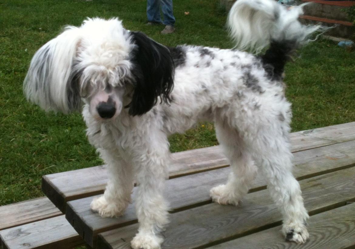 Chinese crested powder puff Silky Sofie billede 1