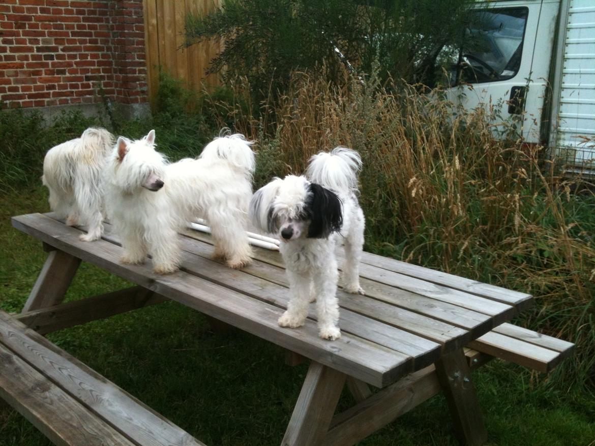 Chinese crested powder puff Silky Sofie billede 22