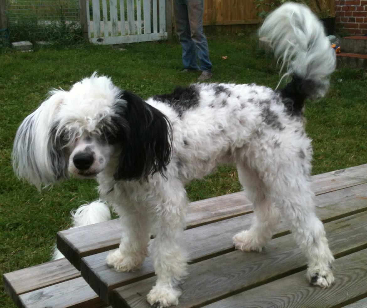 Chinese crested powder puff Silky Sofie billede 25