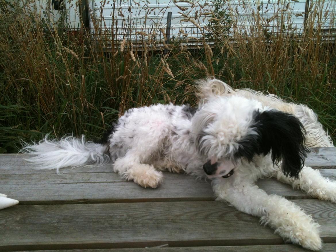 Chinese crested powder puff Silky Sofie billede 27