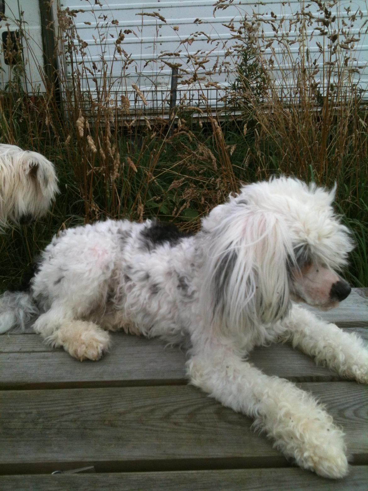 Chinese crested powder puff Silky Sofie billede 26