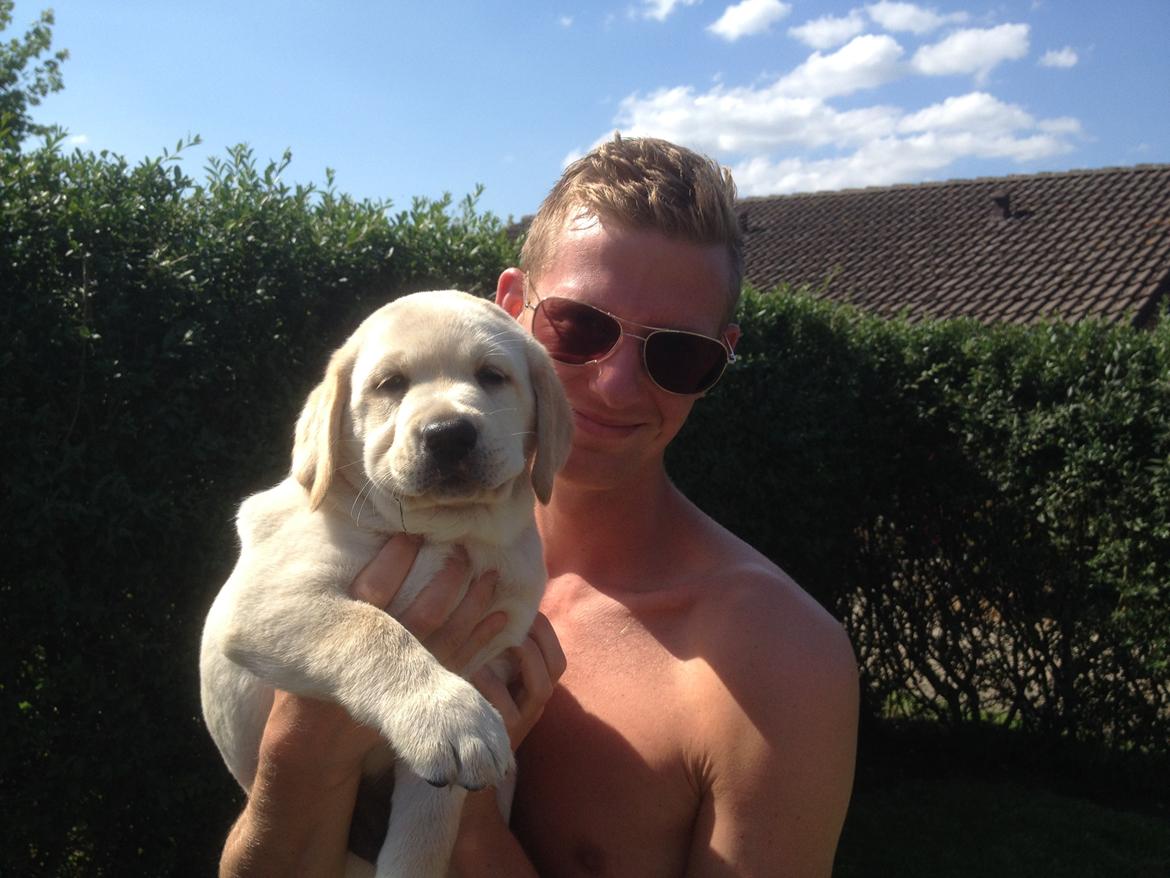 Labrador retriever Manze - 8 uger gammel. Lige kommet hjem :) billede 8