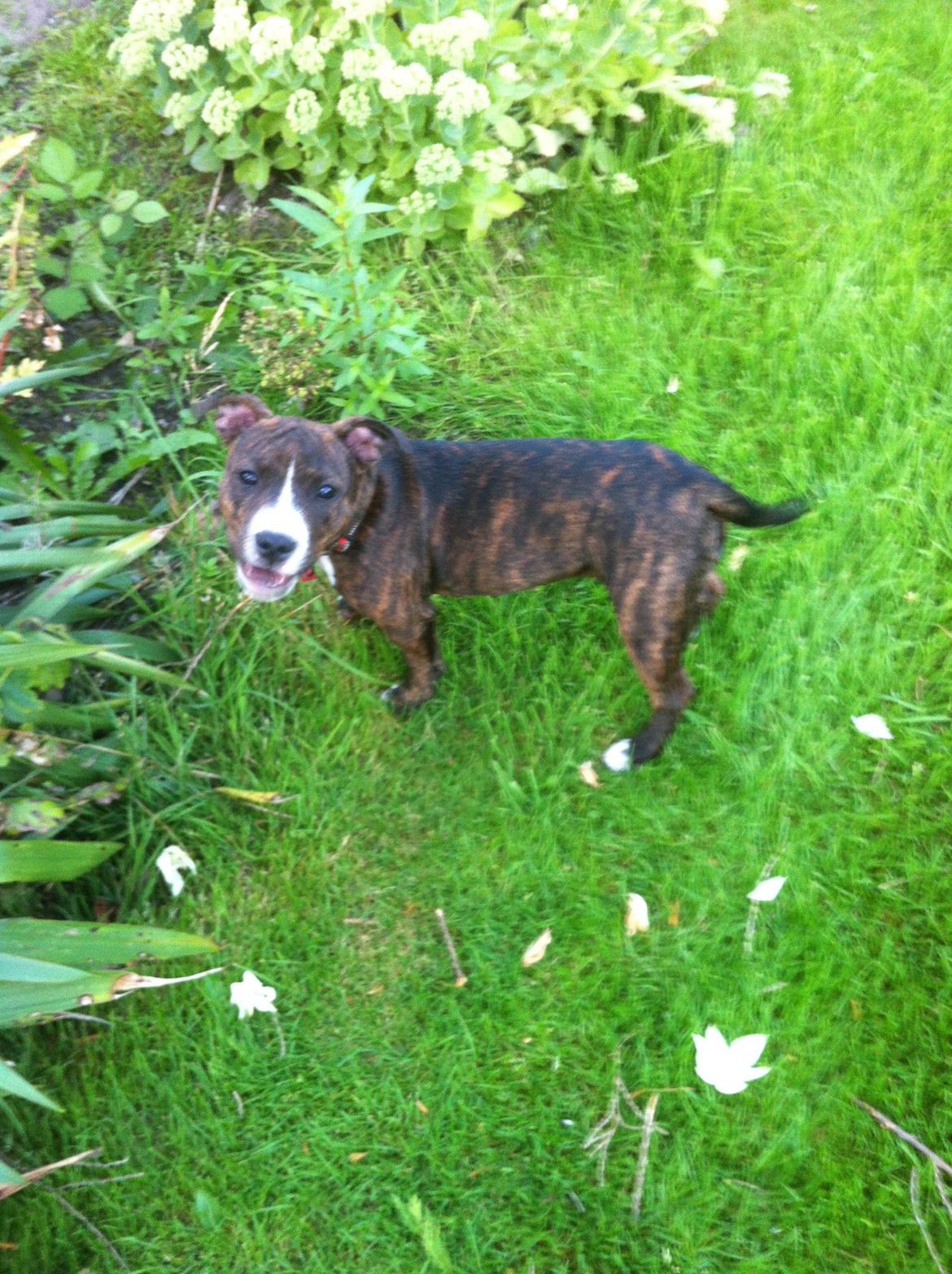 Staffordshire bull terrier Freja billede 20