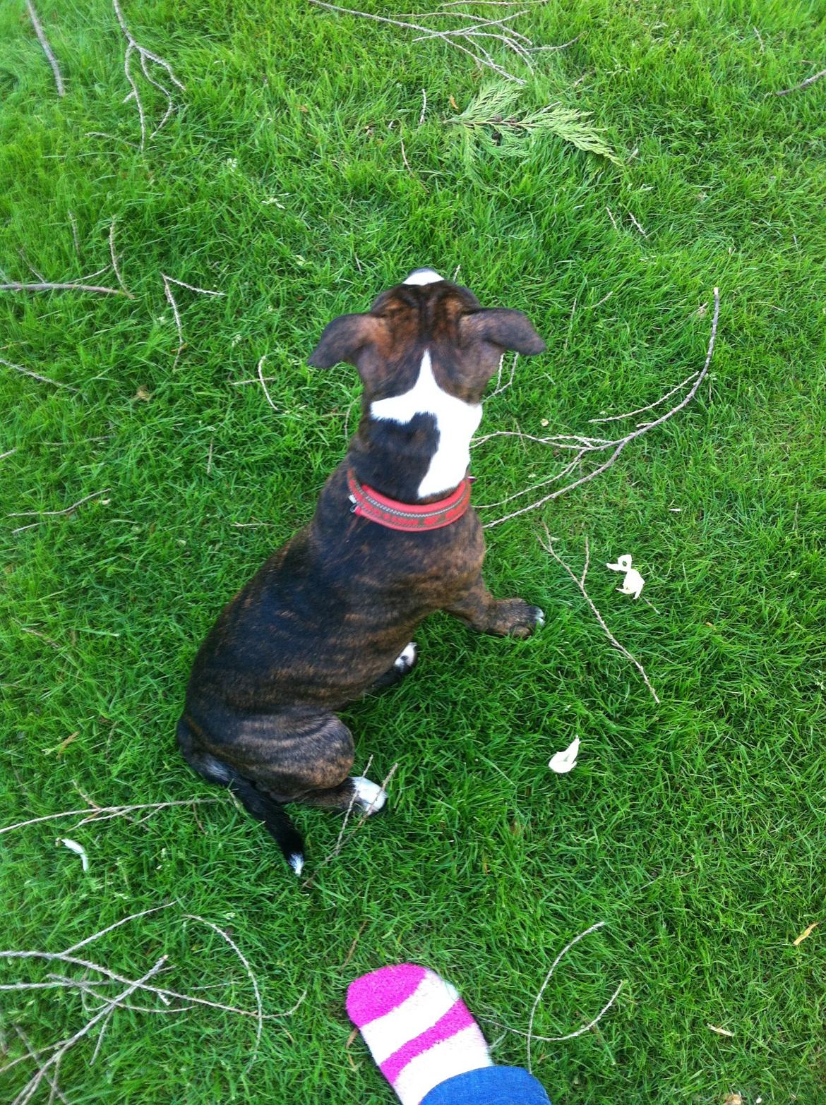 Staffordshire bull terrier Freja billede 21