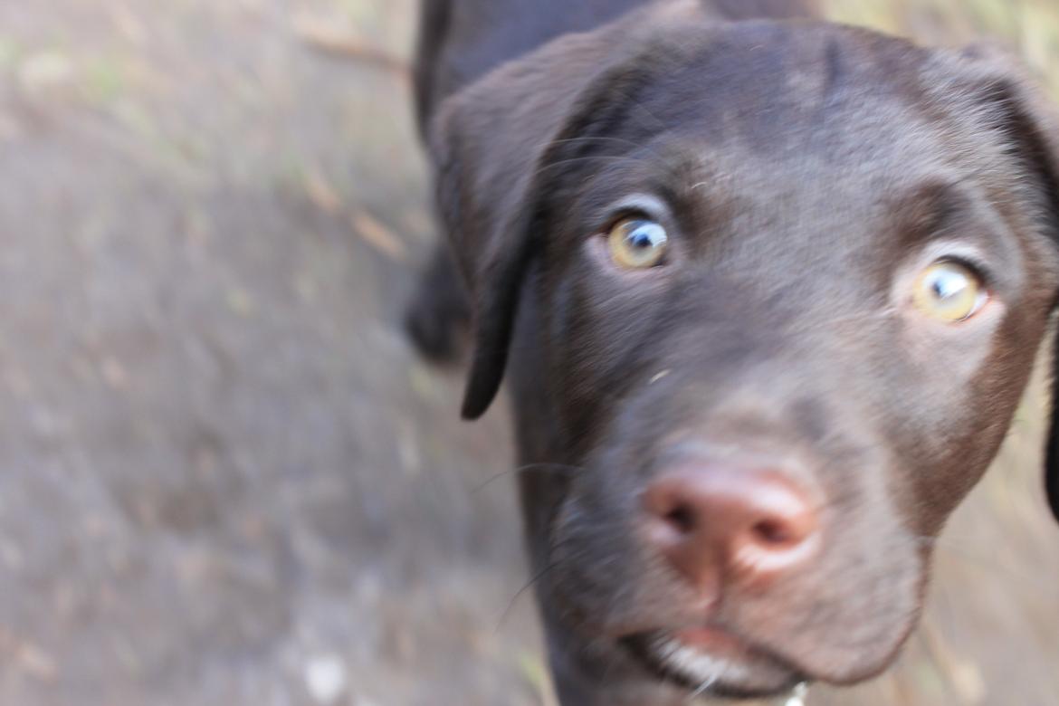 Labrador retriever Bailey billede 2