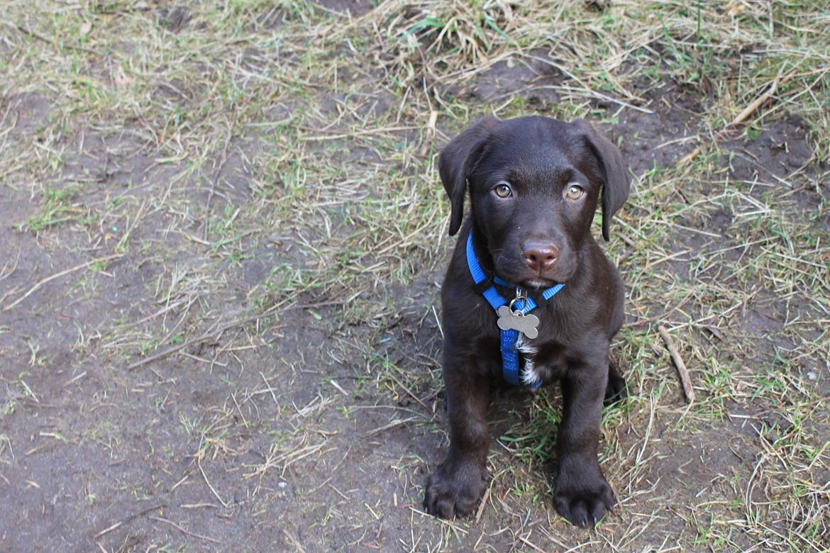 Labrador retriever Bailey billede 3