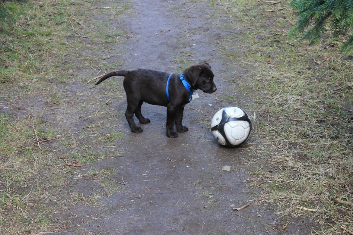 Labrador retriever Bailey billede 4