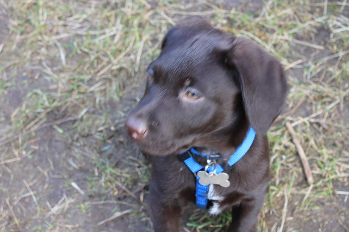 Labrador retriever Bailey billede 5