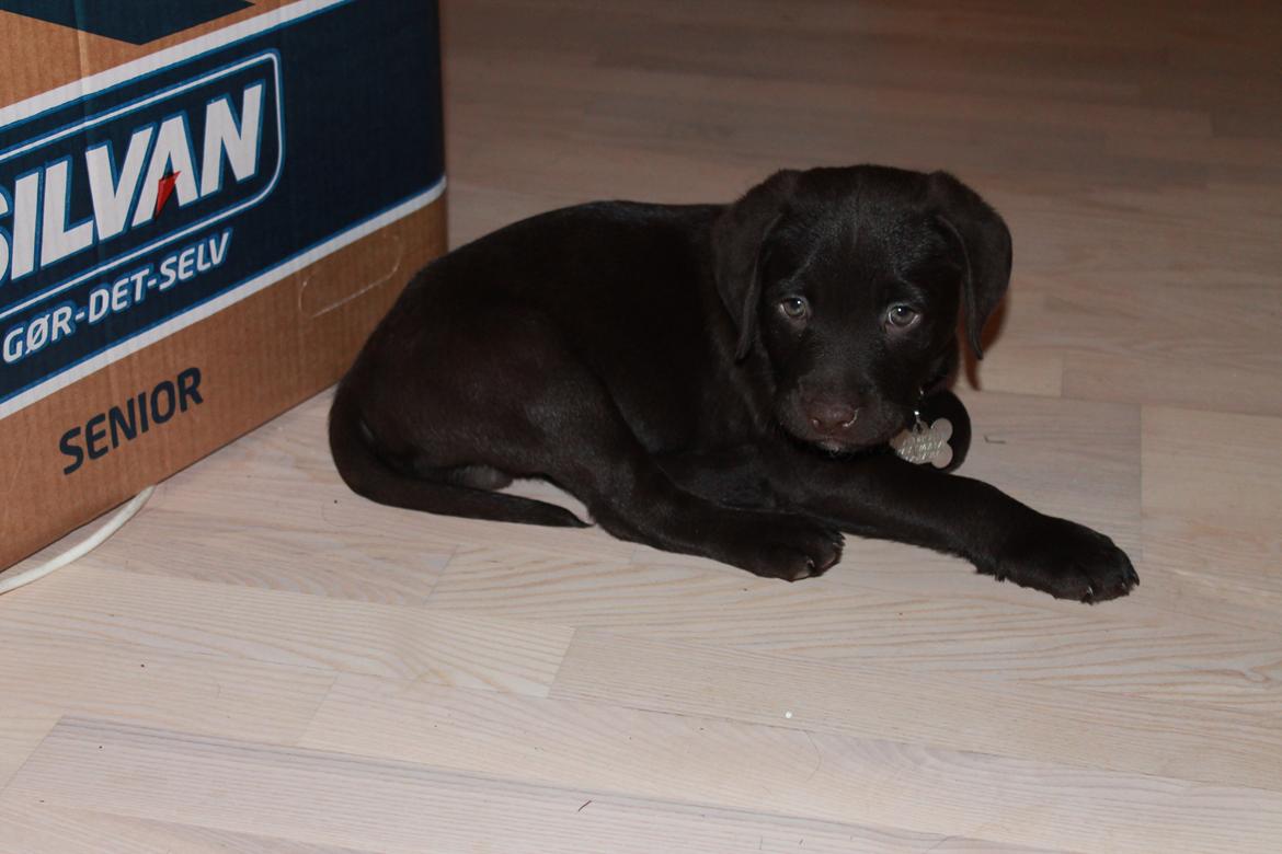 Labrador retriever Bailey billede 6