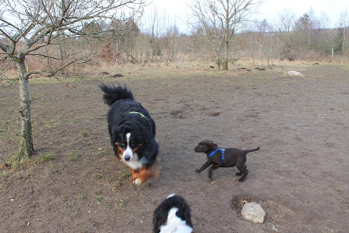 Labrador retriever Bailey billede 7