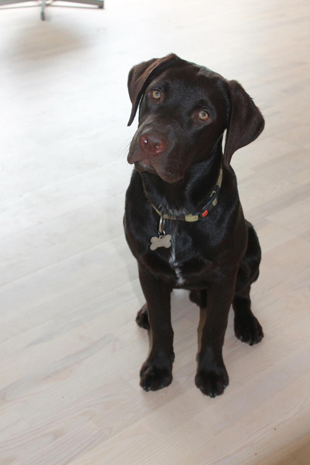 Labrador retriever Bailey billede 8