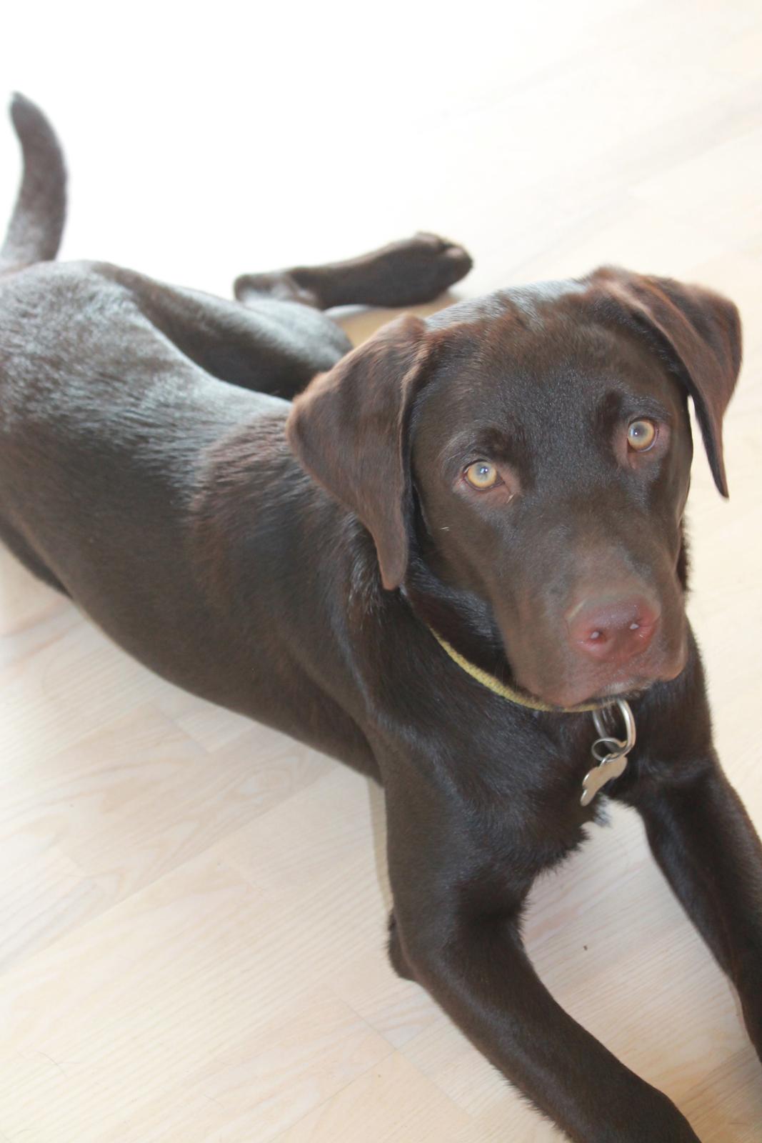 Labrador retriever Bailey billede 9