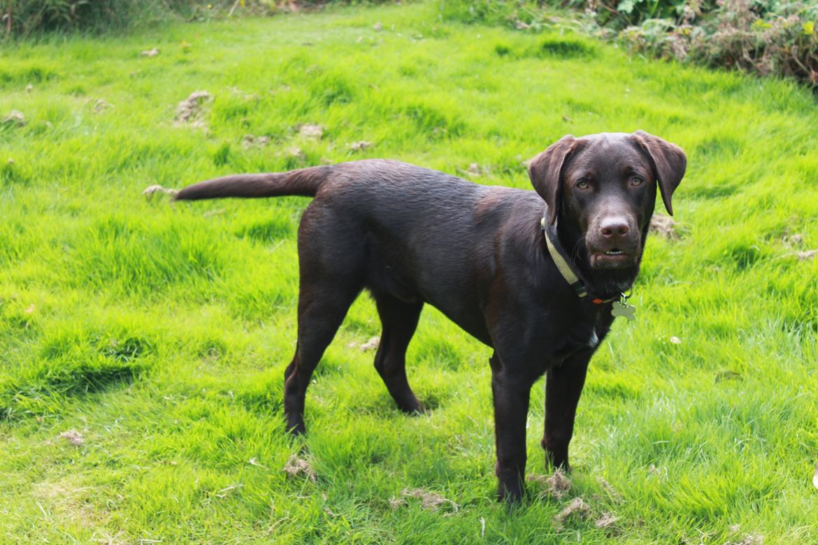 Labrador retriever Bailey billede 11