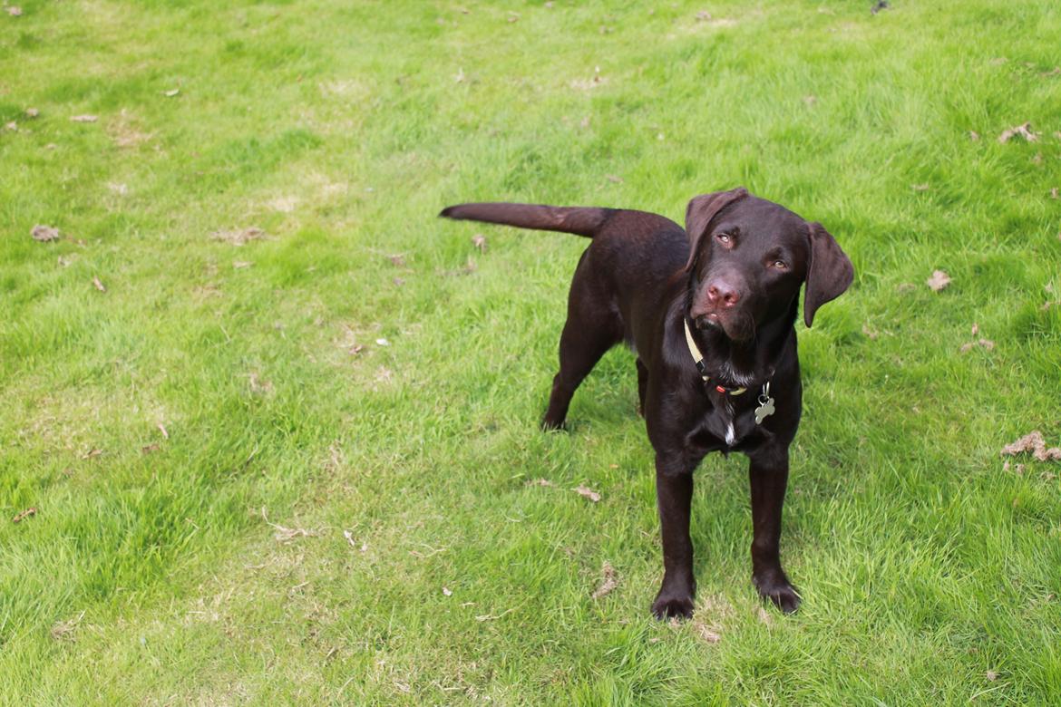 Labrador retriever Bailey billede 10