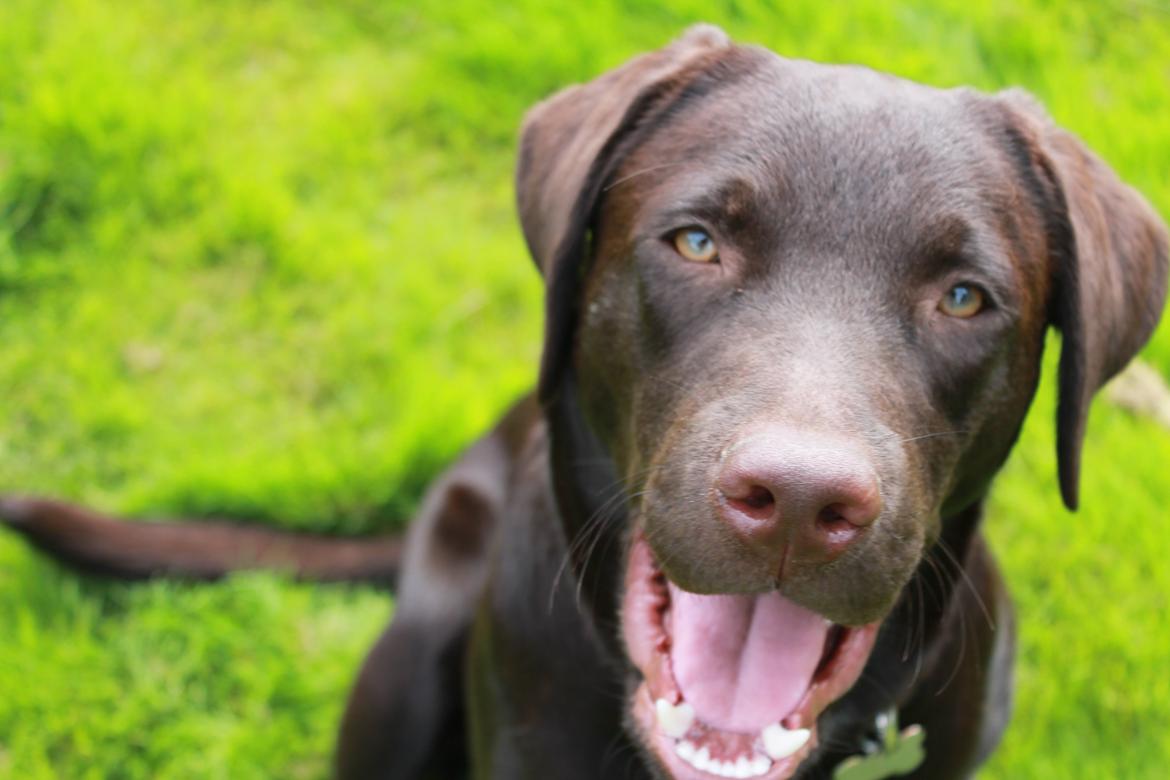 Labrador retriever Bailey billede 12