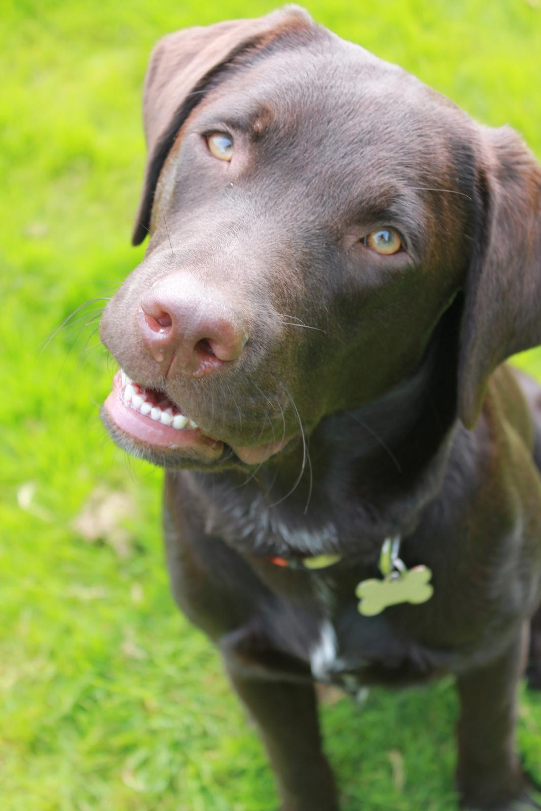 Labrador retriever Bailey billede 13