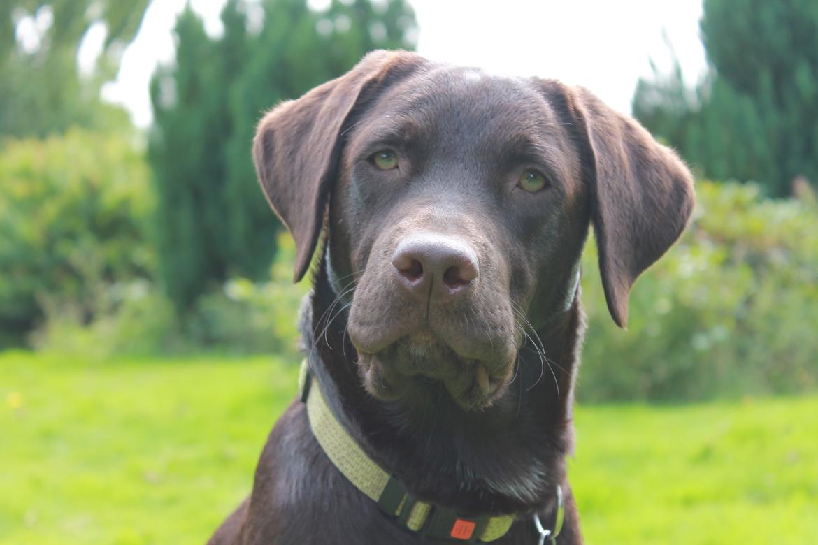 Labrador retriever Bailey billede 1